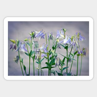 A Cluster of Blue Columbine Sticker